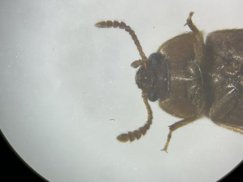 Réf. 354 542 : Mycetophagus populi