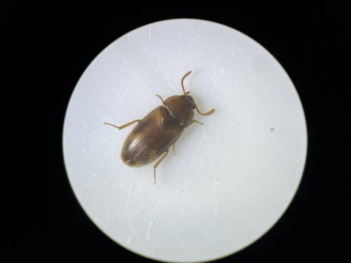 Mycetophagus populi