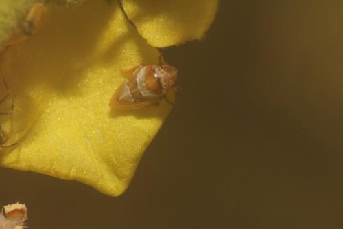 Tettigometra impressifrons