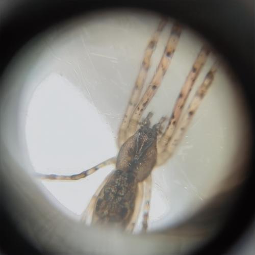 Réf. 354 551 : Tetragnatha sp.