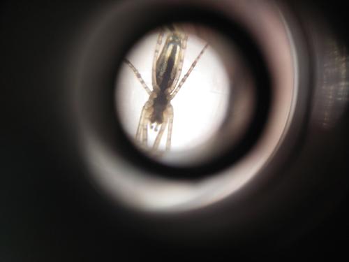 Tetragnatha sp.
