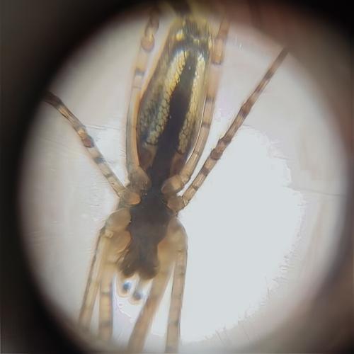 Réf. 354 552 : Tetragnatha sp.