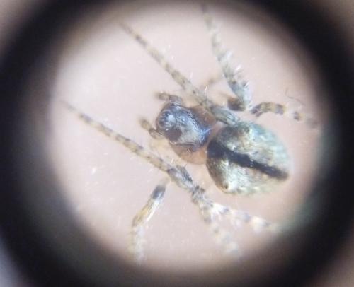 Réf. 354 599 : Gibbaranea gibbosa