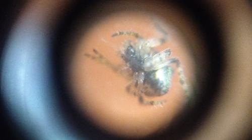 Réf. 354 600 : Gibbaranea gibbosa