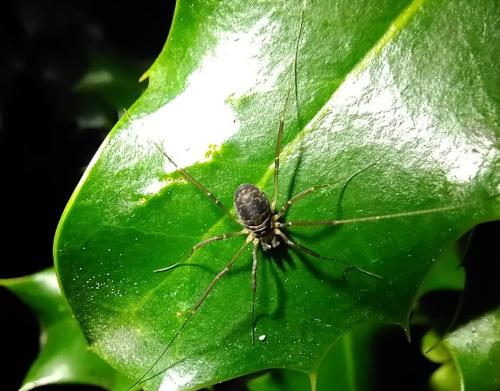 Dicranopalpus larvatus