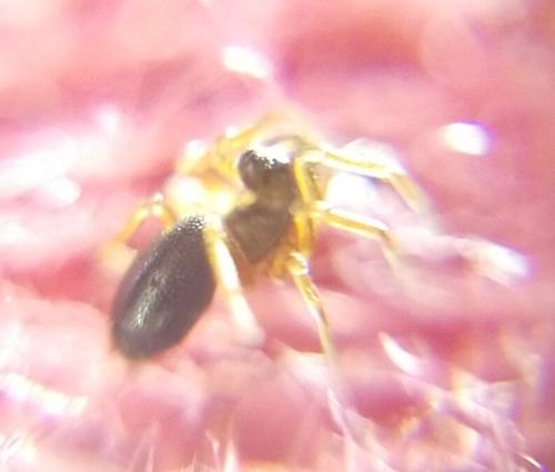 Pelecopsis elongata