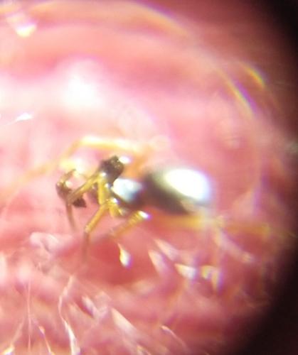 Réf. 354 940 : Pelecopsis elongata