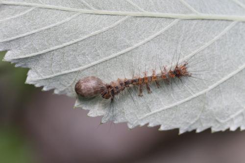 Campopleginae