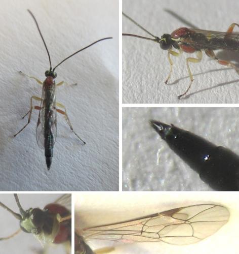 Réf. 354 025 : Tromatobia lineatoria