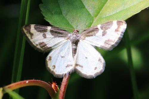 Réf. 354 822 : Lomaspilis marginata
