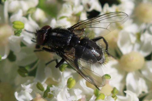 Réf. 354 782 : Morellia aenescens