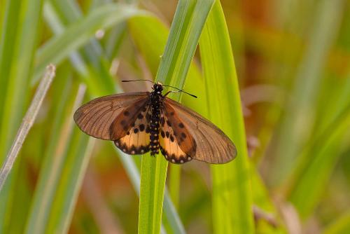 Acraea camaena