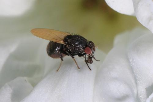 Minettia longipennis