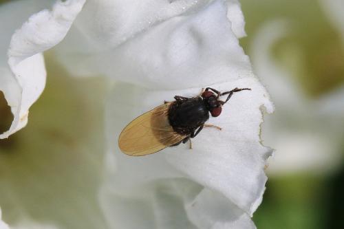 Minettia longipennis