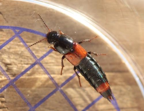 Astrapaeus sp.