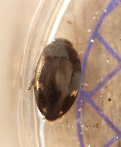 Agabus didymus
