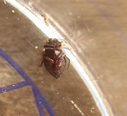 Réf. 354 105 : Stictonectes lepidus