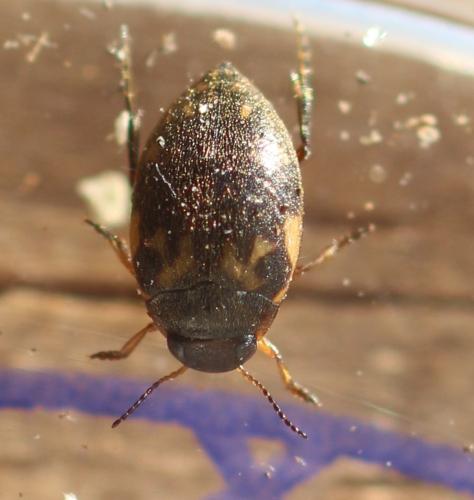 Réf. 354 093 : Stictonectes lepidus