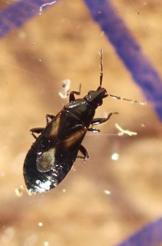 Xylocoris obliquus