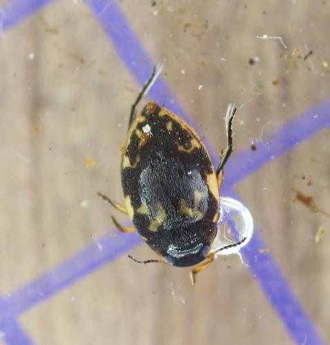 Réf. 354 124 : Stictonectes lepidus