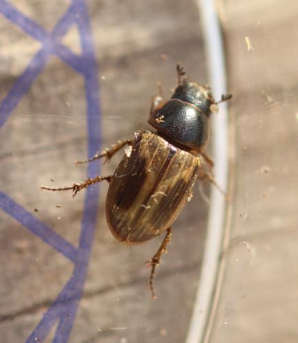 Réf. 354 295 : Melinopterus sp.
