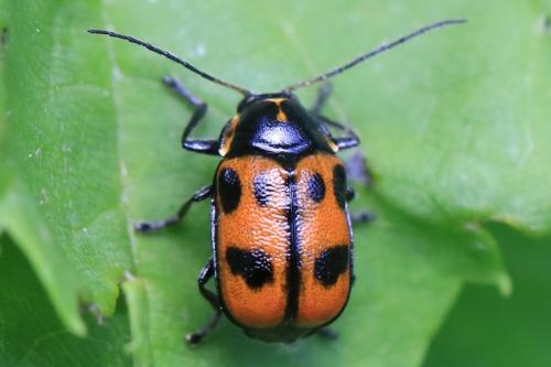 Réf. 354 680 : Cryptocephalus sexpunctatus