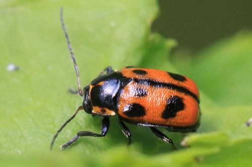 Réf. 354 681 : Cryptocephalus sexpunctatus