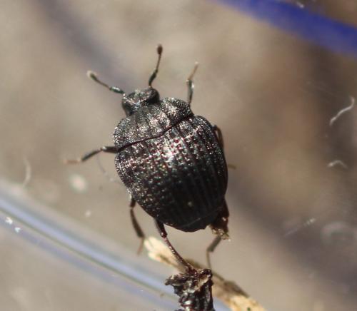 Onthophilus striatus striatus
