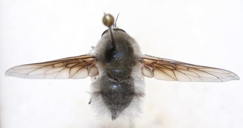 Bombylius niveus