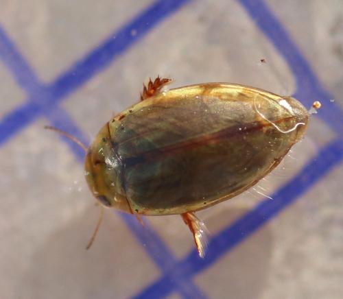 Laccophilus minutus