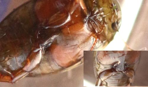 Laccophilus minutus