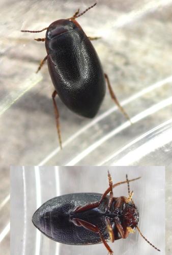 Réf. 354 488 : Hydroporus gyllenhalii