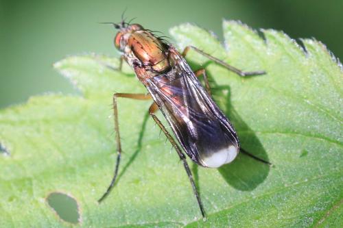 Poecilobothrus nobilitatus