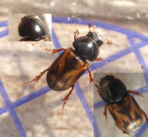 Réf. 354 637 : Chilothorax cervorum