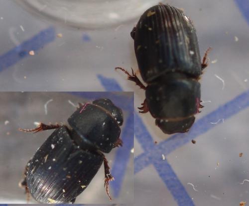Réf. 354 728 : Euorodalus coenosus