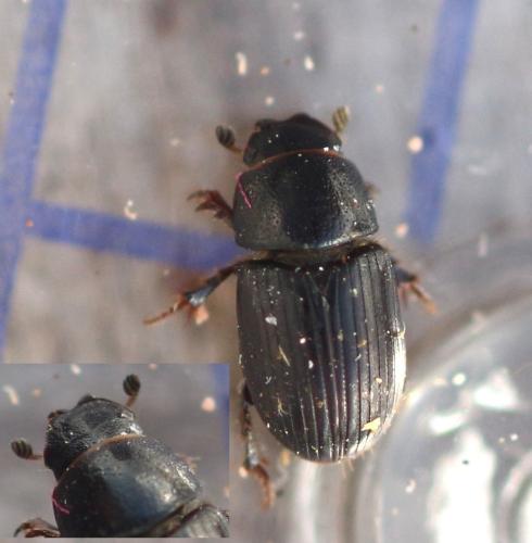 Réf. 354 686 : Euorodalus coenosus