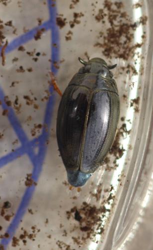 Gyrinus substriatus