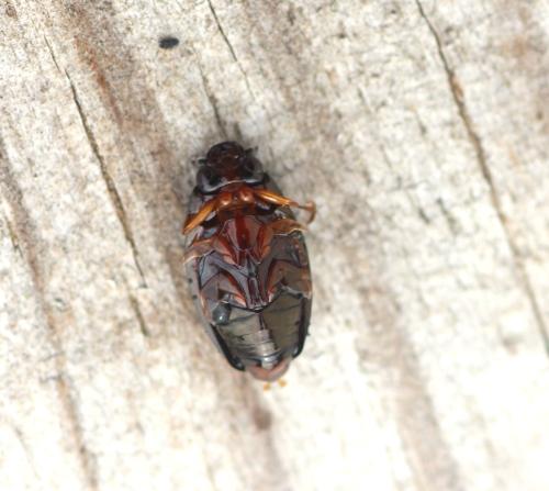 Gyrinus sp.