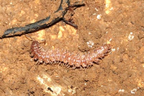 Propolydesmus helveticus