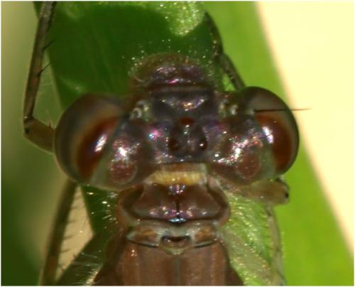 Ischnura elegans