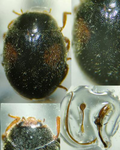 Scymnus bivulnerus