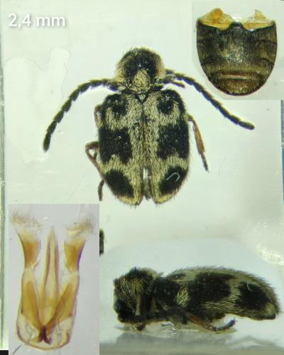 Trymolophus sp.