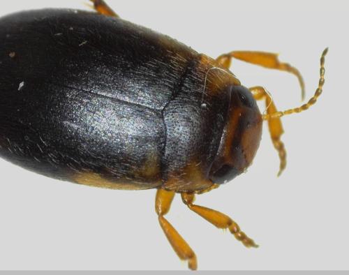 Hydroporus palustris