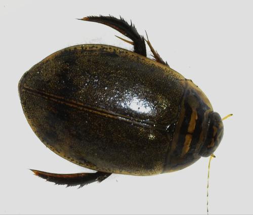 Réf. 354 330 : Acilius sulcatus