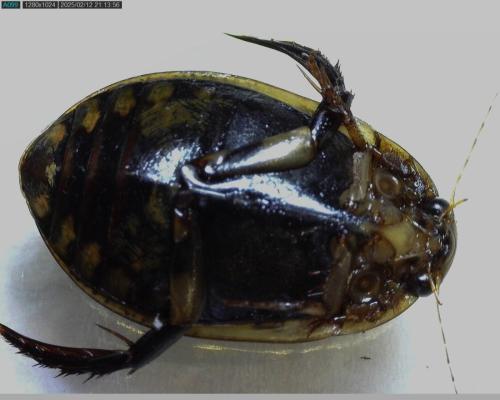 Réf. 354 331 : Acilius sulcatus
