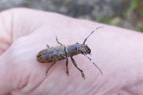 Réf. 354 836 : Callimetopus longicollis