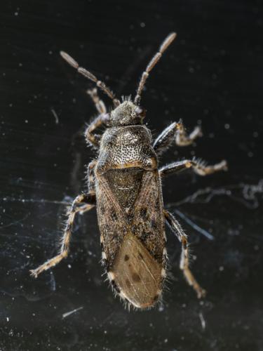 Réf. 354 335 : Heterogaster urticae