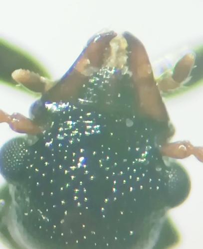 Rabocerus gabrieli