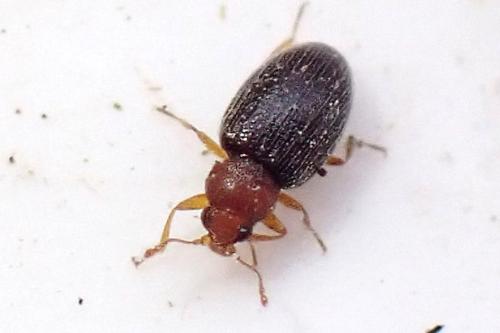 Melanophthalma fuscipennis
