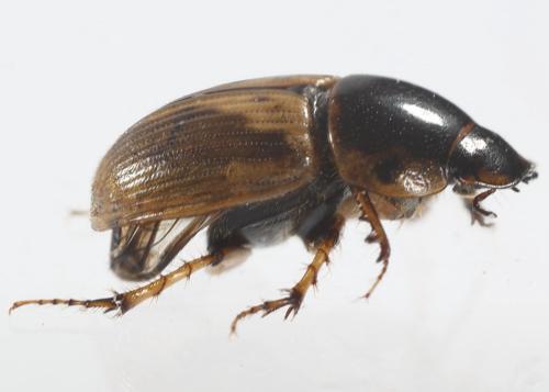 Melinopterus tingens
